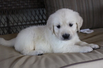 Small Photo #1 Golden Retriever Puppy For Sale in MEDINA, OH, USA