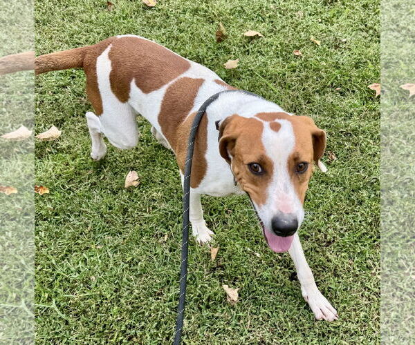 Medium Photo #2 Beagle-Unknown Mix Puppy For Sale in Sparta, TN, USA