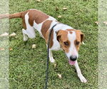 Small #1 Beagle Mix