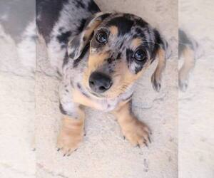 Dachshund Puppy for Sale in Nepean, Ontario Canada