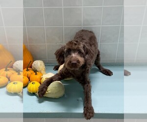 Aussiedoodle-Poodle (Toy) Mix Puppy for sale in CLARE, IL, USA