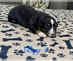 Small Photo #51 Australian Shepherd Puppy For Sale in SALISBURY, NC, USA