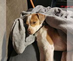 Small #3 Chihuahua Mix