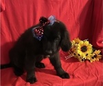 Puppy Puppy 1 famale Newfoundland