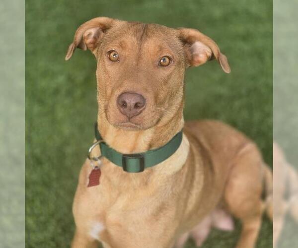 Medium Photo #15 Labrador Retriever-Unknown Mix Puppy For Sale in San Diego, CA, USA
