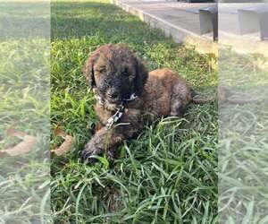 Poodle (Standard) Puppy for sale in WEST PLAINS, MO, USA