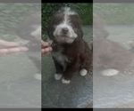 Small Aussie-Poo