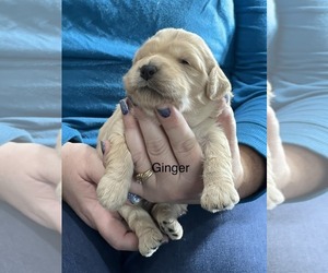 Goldendoodle Puppy for sale in CRAWFORDSVLLE, IA, USA