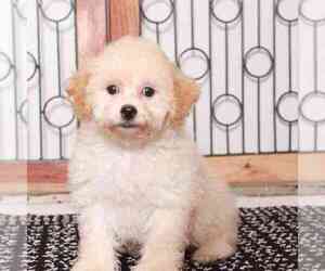 Poochon Puppy for sale in NAPLES, FL, USA