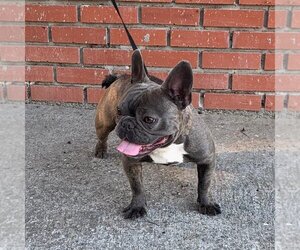 French Bulldog Puppy for sale in ELK GROVE, CA, USA