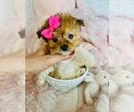 Small #25 Morkie