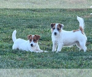 Mother of the Jack Russell Terrier puppies born on 10/06/2025