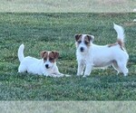 Small Photo #1 Jack Russell Terrier Puppy For Sale in APPLE GROVE, WV, USA