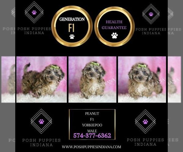 Medium Photo #2 YorkiePoo Puppy For Sale in WARSAW, IN, USA