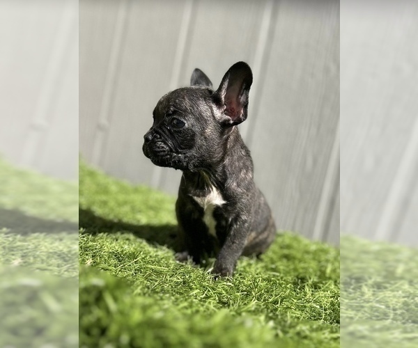 Medium Photo #8 French Bulldog Puppy For Sale in ATLANTA, GA, USA