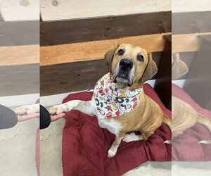 Gunner Dixon - Male Labrador Retriever-Unknown Mix Dog for Adoption - Photo #11
