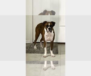 Boxer Dogs for adoption in Austin, TX, USA