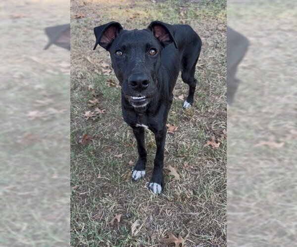 Medium Photo #1 Labrador Retriever-Unknown Mix Puppy For Sale in Conroe, TX, USA