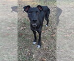Small Labrador Retriever Mix