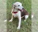 Small #3 Beagle