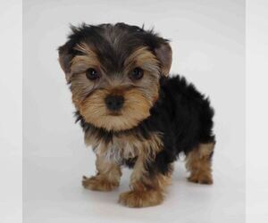 Yorkshire Terrier Puppy for sale in LOS ANGELES, CA, USA