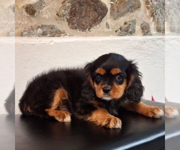 Medium Photo #5 Cavalier King Charles Spaniel Puppy For Sale in PARKESBURG, PA, USA