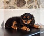 Small #4 Cavalier King Charles Spaniel