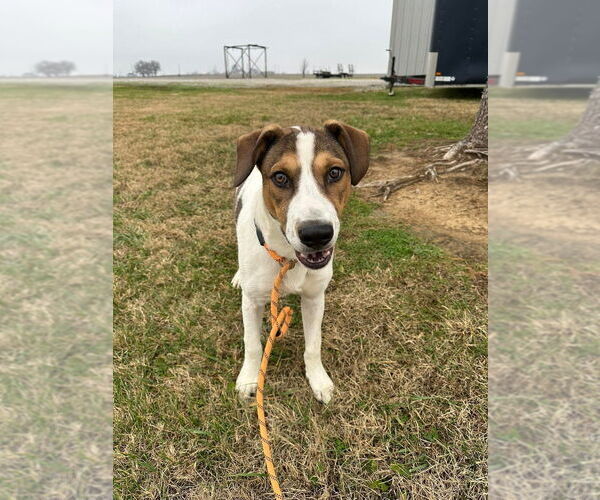 Medium Photo #2 Mutt Puppy For Sale in Evansville, IN, USA