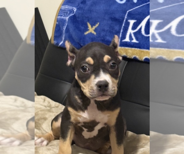 Medium Photo #28 American Bully Puppy For Sale in BOLIVAR, MO, USA