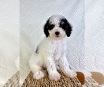 Small #3 Miniature Bernedoodle