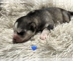 Small #7 Siberian Husky