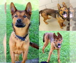 Small #1 Chow Chow-German Shepherd Dog Mix