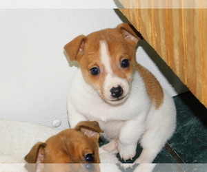 Jack Russell Terrier Puppy for sale in HAMMOND, IN, USA
