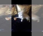 Small Photo #3 Miniature American Eskimo Puppy For Sale in LA HABRA, CA, USA