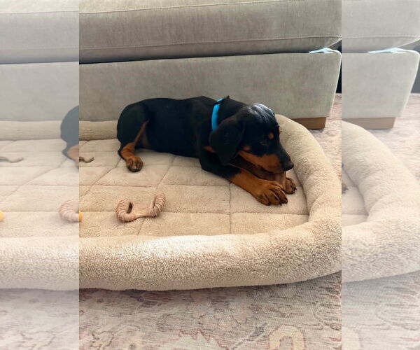 Medium Photo #5 Doberman Pinscher Puppy For Sale in Buffalo, MN, USA