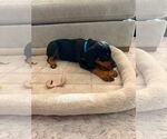 Small #4 Doberman Pinscher