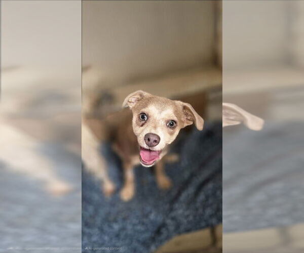 Medium Photo #1 Chihuahua-Unknown Mix Puppy For Sale in Aurora, IN, USA