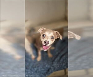 Medium Chihuahua Mix