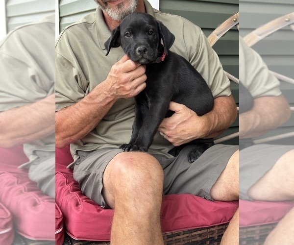 Medium Photo #7 Rotticorso Puppy For Sale in REEVESVILLE, SC, USA