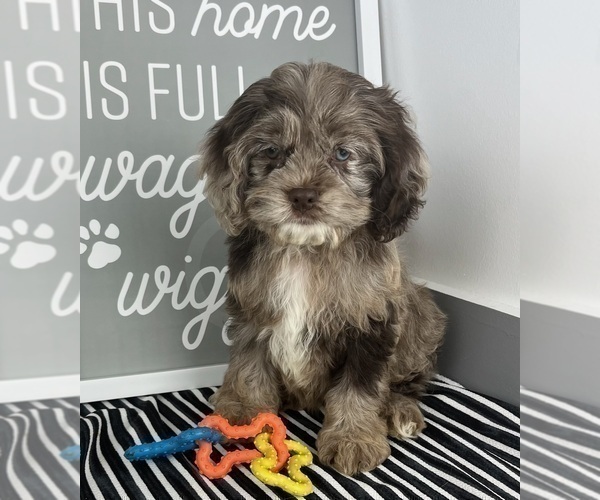 Medium Photo #3 Cavapoo Puppy For Sale in GREENWOOD, IN, USA