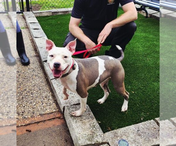 Medium Photo #1 American Staffordshire Terrier-Unknown Mix Puppy For Sale in Perth Amboy, NJ, USA