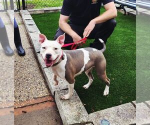 American Staffordshire Terrier-Unknown Mix Dogs for adoption in Perth Amboy, NJ, USA