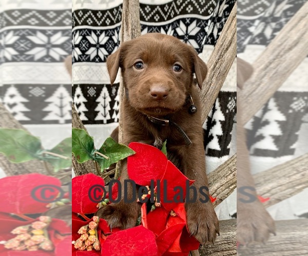 Medium Photo #4 Labrador Retriever Puppy For Sale in SULLIVAN, MO, USA