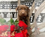Small Photo #4 Labrador Retriever Puppy For Sale in SULLIVAN, MO, USA