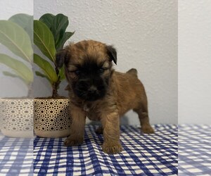 Medium Soft Coated Wheaten Terrier