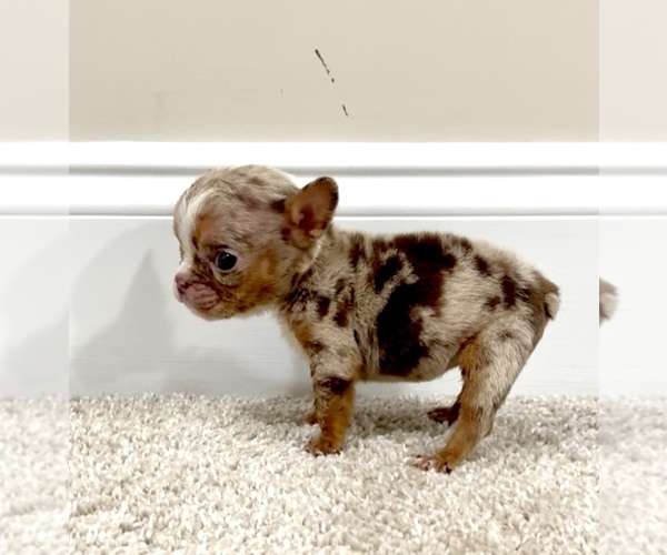 Medium Photo #1 English Bulldog Puppy For Sale in CONYERS, GA, USA