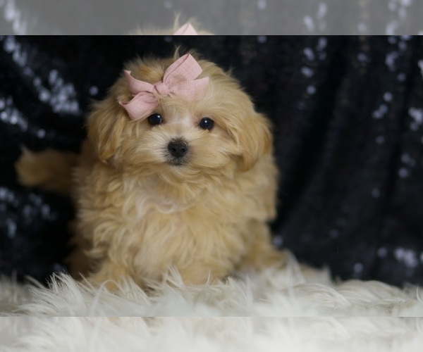 Medium Photo #5 Maltipoo Puppy For Sale in WARSAW, IN, USA