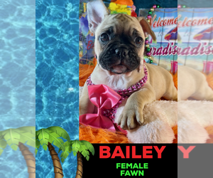 French Bulldog Puppy for sale in HEATHROW, FL, USA