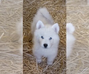 Siberian Husky Puppy for sale in FEDERAL WAY, WA, USA