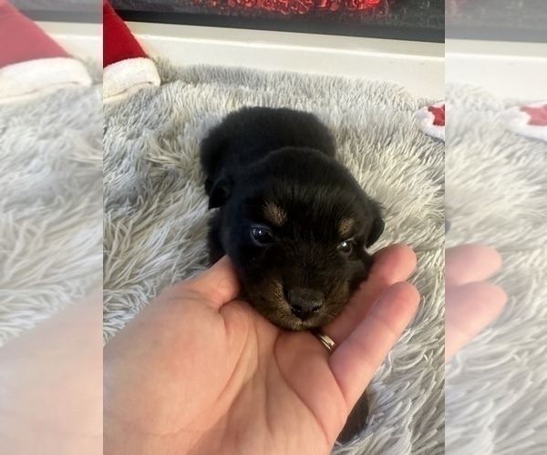 Medium Photo #51 Miniature Australian Shepherd Puppy For Sale in QUINCY, CA, USA